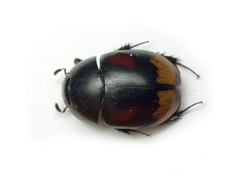 Sphaeridium scarabaeoides (Linnaeus, 1758)